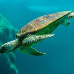 Sea Turtles