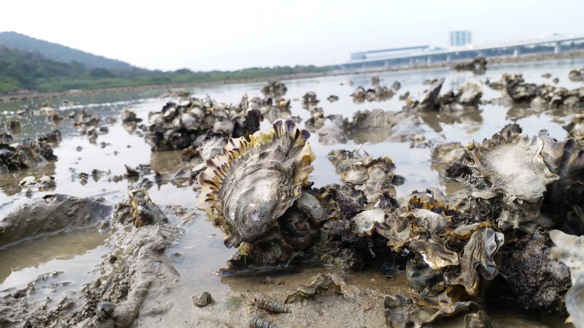 The Nature Conservancy in Hong Kong