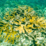Mexico Corel Reef