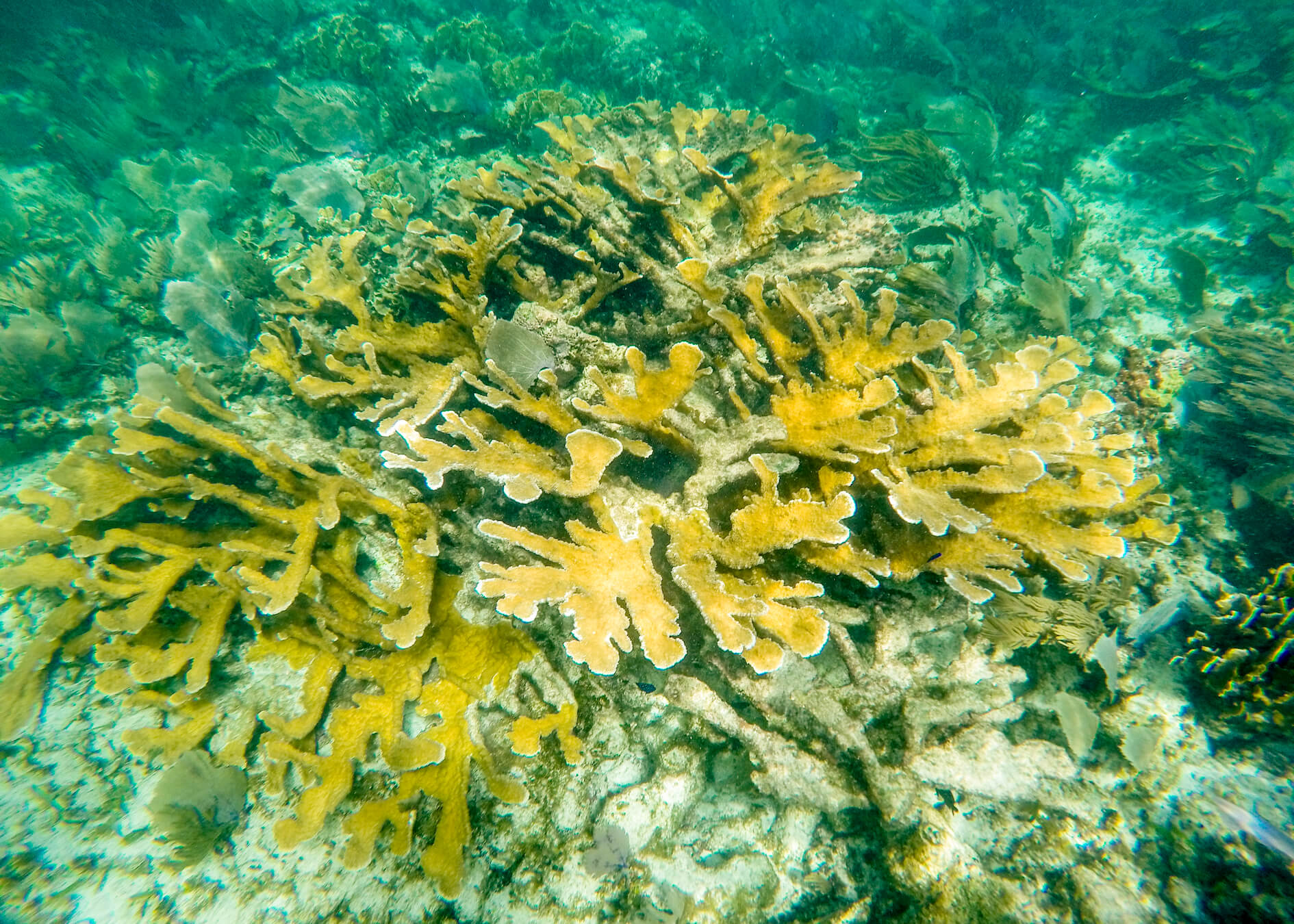 Mexico Corel Reef