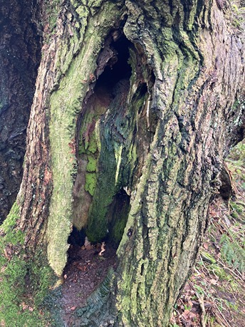 Dead wood hollow