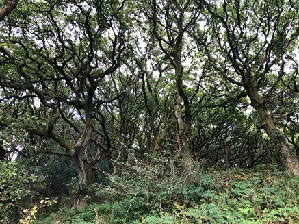 Dense oak vegetation