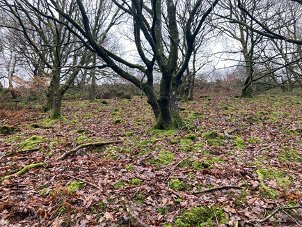 Woodland vegetation