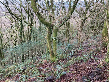 Woodland vegetation