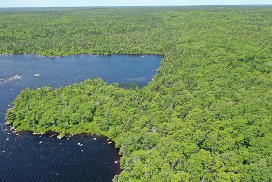 Zone 1 - Aerial view of Spruce Hemlock Forest