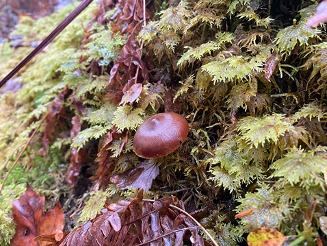 Zone 1 - Blood red webcap fungus & mountain fern moss