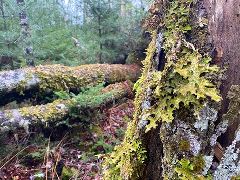 Zone 1 - Fungi and lichens