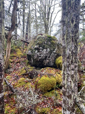 Zone 1 - Mosses and lichens