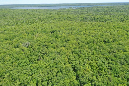 Zone 2 - Aerial view of Intolerant Hardwood Forest