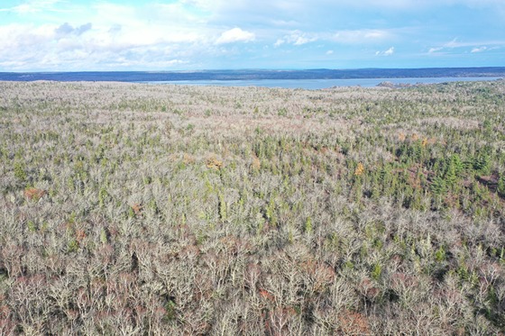 Zone 2 - Aerial view of Intolerant Hardwood Forest