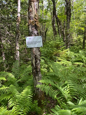 Zone 2 - Dense forest vegetation