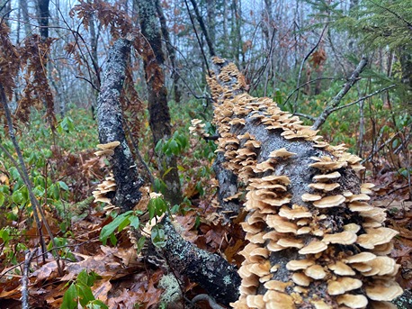 Zone 2 - Mushrooms on dead log