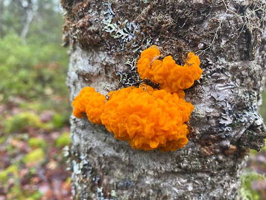 Zone 2 - Orange jelly fungus