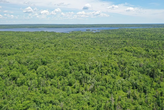 Zone 3 - Aerial view of Open Woodland