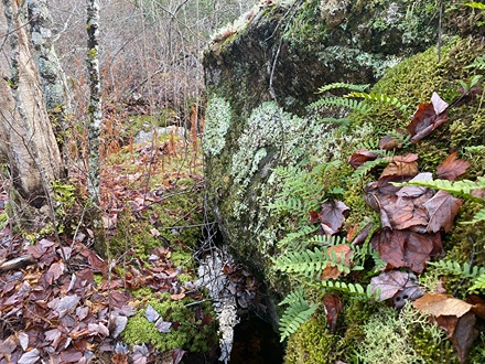 Zone 3 - Mosses, ferns and lichens