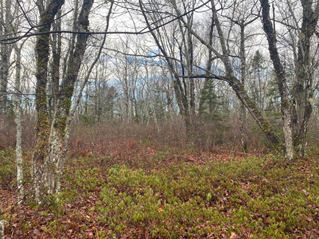 Zone 3 - Woodland vegetation