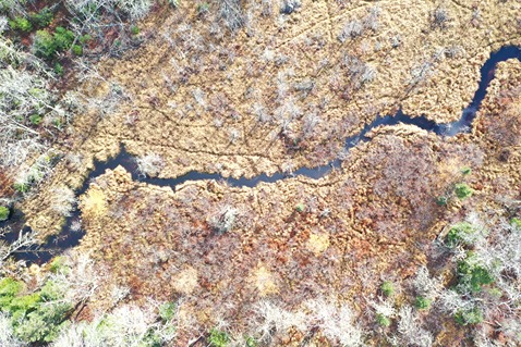 Zone 4 - Aerial view of wetland