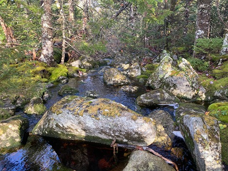 Zone 4 - Wetland stream and vegetation