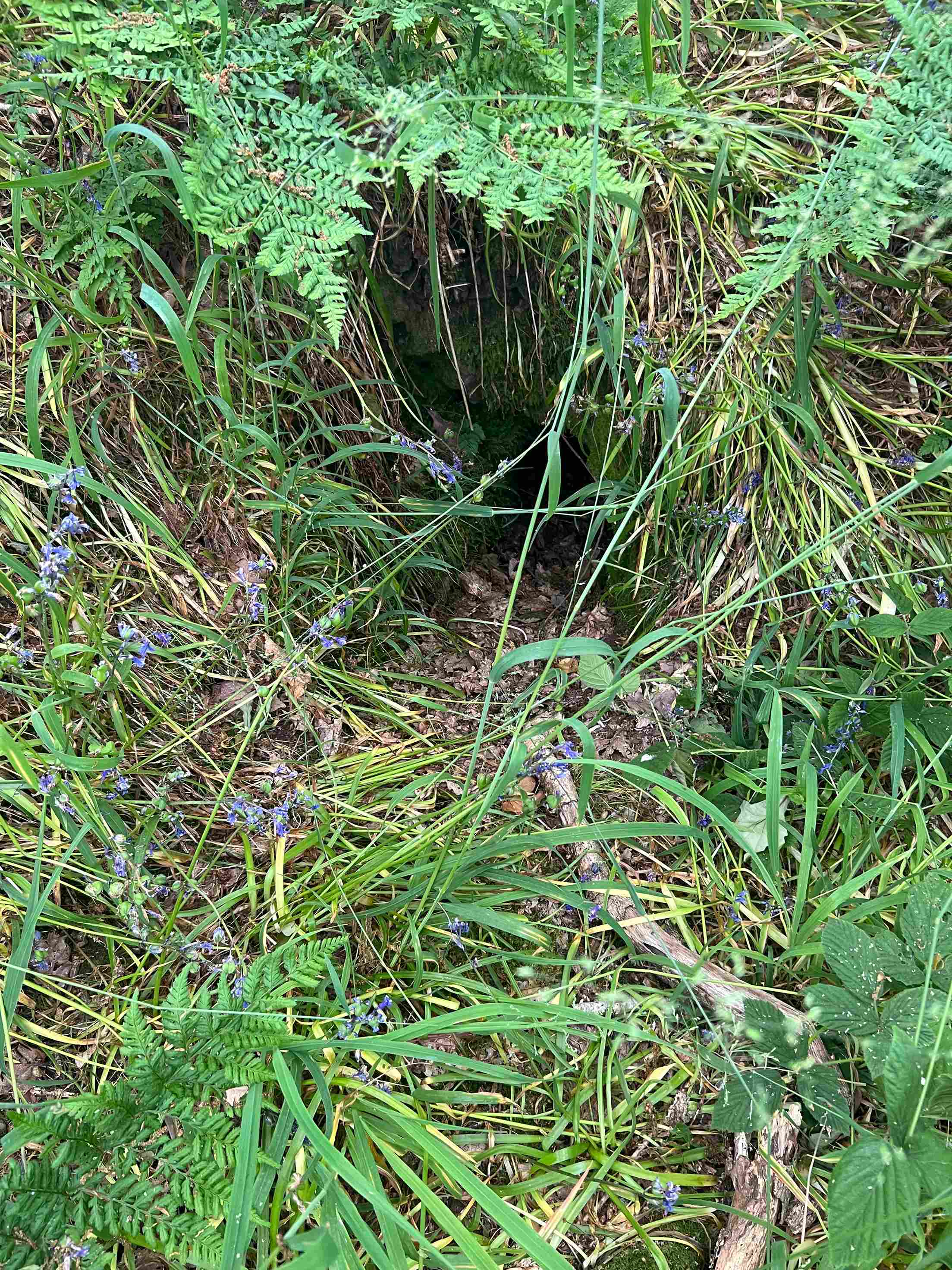 Badger hole amidst bluebells